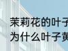 茉莉花的叶子发黄是什么原因 茉莉花为什么叶子黄