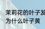 茉莉花的叶子发黄是什么原因 茉莉花为什么叶子黄