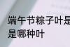 端午节粽子叶是什么叶 端午节粽子叶是哪种叶