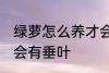 绿萝怎么养才会有垂叶 绿萝如何养才会有垂叶