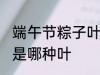 端午节粽子叶是什么叶 端午节粽子叶是哪种叶
