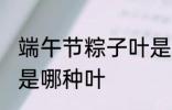 端午节粽子叶是什么叶 端午节粽子叶是哪种叶