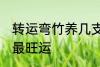 转运弯竹养几支最旺运 转运竹养几支最旺运