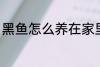 黑鱼怎么养在家里 黑鱼如何养在家里
