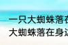 一只大蜘蛛落在身边有什么兆头 一只大蜘蛛落在身边的兆头有什么