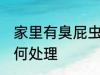 家里有臭屁虫怎么办 家里有臭屁虫如何处理
