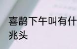 喜鹊下午叫有什么兆头 喜鹊下午叫的兆头