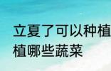 立夏了可以种植什么蔬菜 立夏可以种植哪些蔬菜