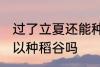 过了立夏还能种稻谷吗 过了立夏还可以种稻谷吗