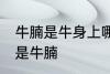 牛腩是牛身上哪里的肉 什么位置的肉是牛腩