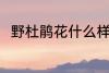 野杜鹃花什么样 野杜鹃花简单介绍