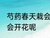 芍药春天栽会开花吗 芍药春天栽会不会开花呢