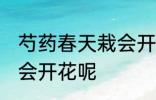 芍药春天栽会开花吗 芍药春天栽会不会开花呢