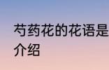 芍药花的花语是什么啊 芍药花的花语介绍