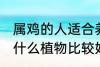 属鸡的人适合养什么植物 属鸡的人种什么植物比较好