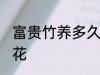 富贵竹养多久开花 富贵竹养多久会开花
