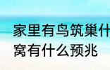 家里有鸟筑巢什么征兆 小鸟来家里做窝有什么预兆