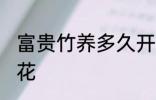 富贵竹养多久开花 富贵竹养多久会开花