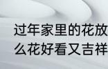 过年家里的花放什么好 过年家里放什么花好看又吉祥