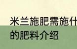米兰施肥需施什么肥料 米兰施肥需施的肥料介绍