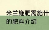 米兰施肥需施什么肥料 米兰施肥需施的肥料介绍