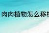 肉肉植物怎么移植 多肉植物如何移栽