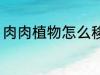 肉肉植物怎么移植 多肉植物如何移栽