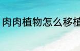 肉肉植物怎么移植 多肉植物如何移栽