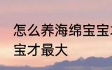怎么养海绵宝宝才最大 如何养海绵宝宝才最大
