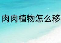 肉肉植物怎么移植 多肉植物如何移栽