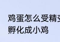 鸡蛋怎么受精变成小鸡 鸡蛋怎样才能孵化成小鸡