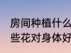 房间种植什么花对身体好 房间种植哪些花对身体好