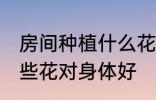 房间种植什么花对身体好 房间种植哪些花对身体好