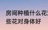 房间种植什么花对身体好 房间种植哪些花对身体好