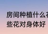 房间种植什么花对身体好 房间种植哪些花对身体好