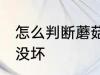 怎么判断蘑菇坏没坏 如何判断蘑菇坏没坏
