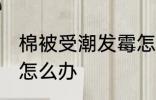 棉被受潮发霉怎么处理 棉被受潮发霉怎么办