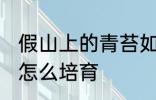 假山上的青苔如何培育 假山上的青苔怎么培育