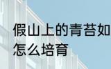 假山上的青苔如何培育 假山上的青苔怎么培育
