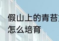假山上的青苔如何培育 假山上的青苔怎么培育
