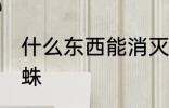 什么东西能消灭蜘蛛 啥东西能消灭蜘蛛
